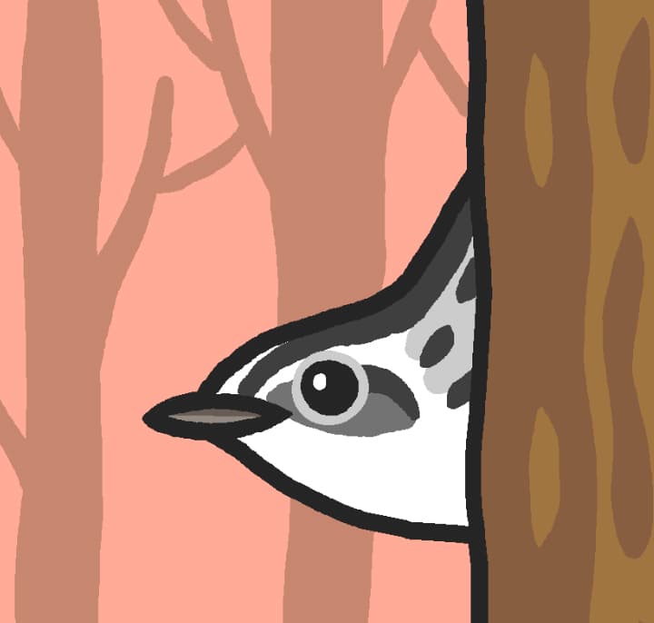 Favorite Migratory Warbler
