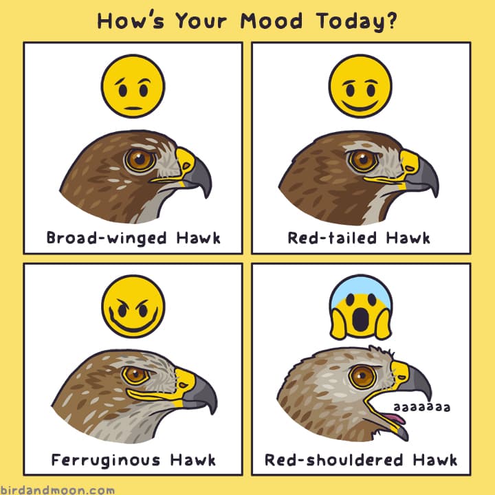 Hawk Moods