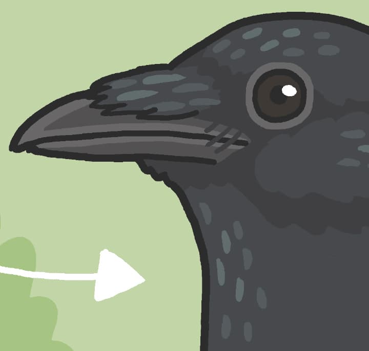 Raven vs Crow