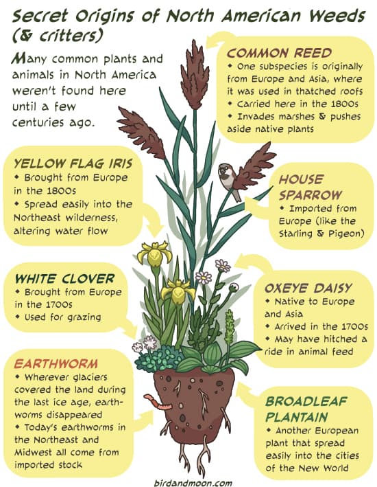 Secret Weed Origins