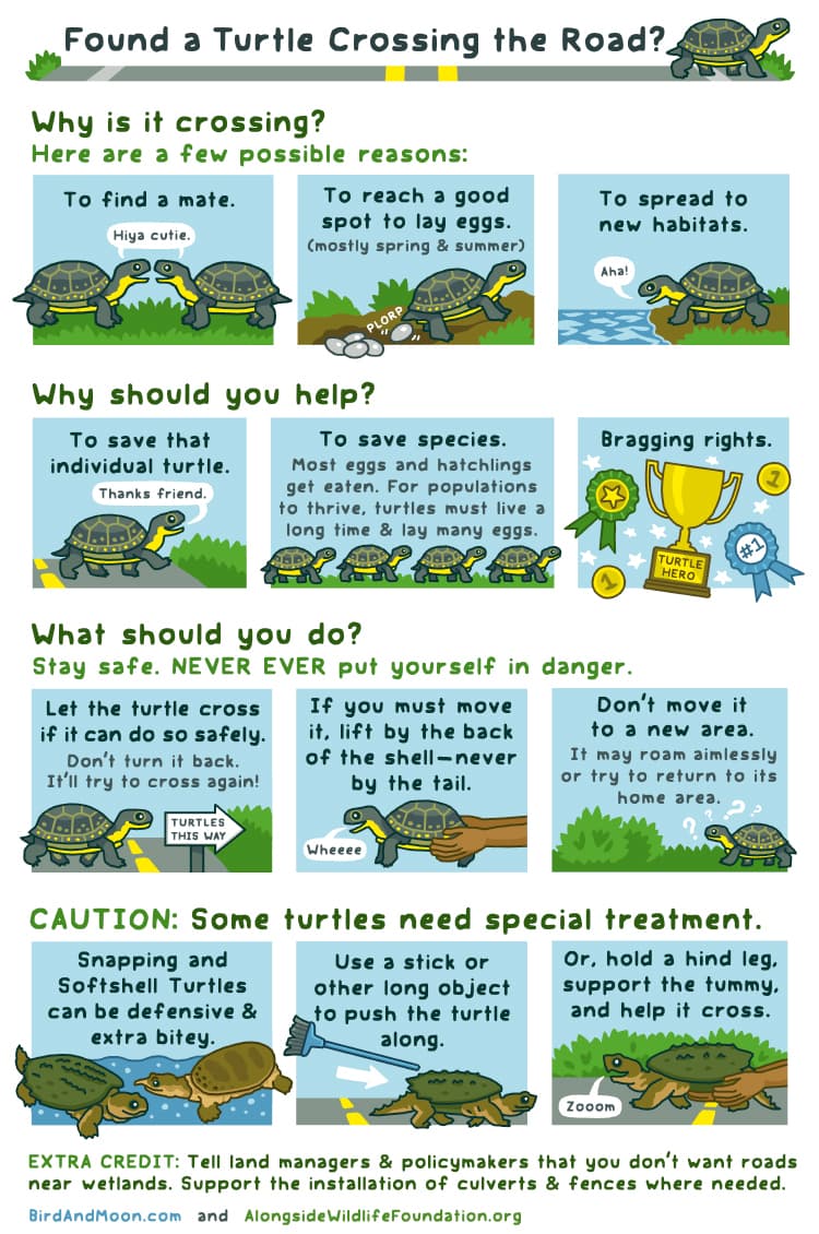 Found a Turtle Crossing the Road